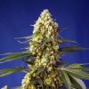 Strawberry Banana Gelato XL Auto