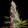 Sweet Cheese