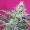 Sweet Cheese Auto