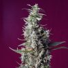 Sweet Cherry Pie