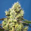 Sweet Gelato Auto