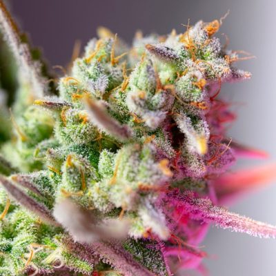 Sweet Mimosa XL Auto