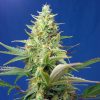 Sweet Pure Auto CBD