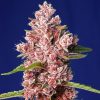 Tropicanna Poison F1 Fast Version