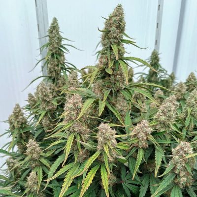 Semillas Royal Queen Seeds de Auto Medusa F1
