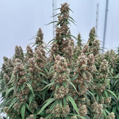 Semillas Royal Queen Seeds de Auto Orion F1
