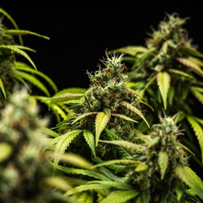 Semillas Royal Queen Seeds de Cherry Pie Auto