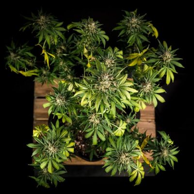 Semillas Royal Queen Seeds de Green Gelato Auto