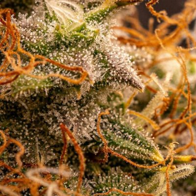 Semillas Royal Queen Seeds de Northern Light Auto