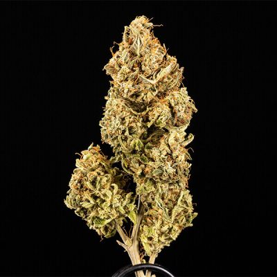 Semillas Royal Queen Seeds de Auto Apollo F1