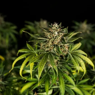 Semillas Royal Queen Seeds de Green Gelato Auto