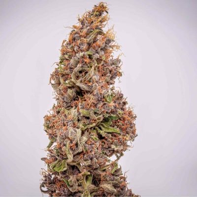 Semillas Royal Queen Seeds de Watermelon Auto