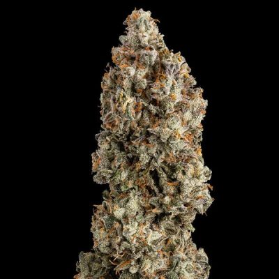 Semillas feminizadas Royal Queen Seeds de OG Kush