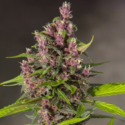 Bloody Skunk Auto
