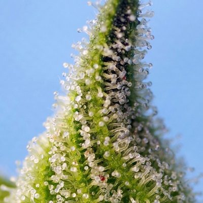 Bruce Banner Auto
