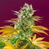 Gorilla Girl F1 Fast Version