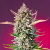 Gorilla Sherbet F1 Fast Version