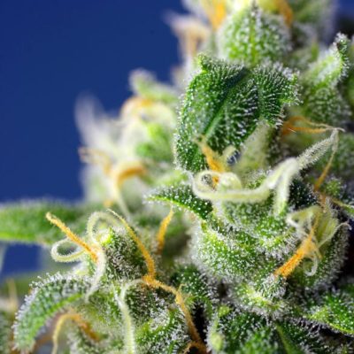 Honey Peach Auto CBD
