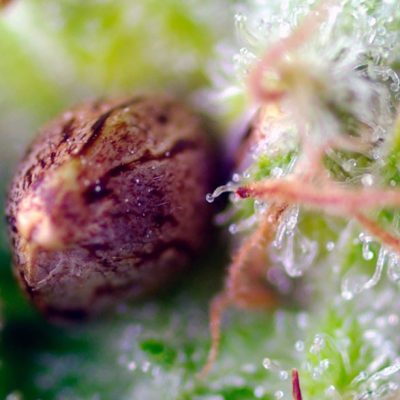 Killer Kush Auto