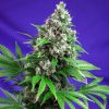Killer Kush F1 Fast Version