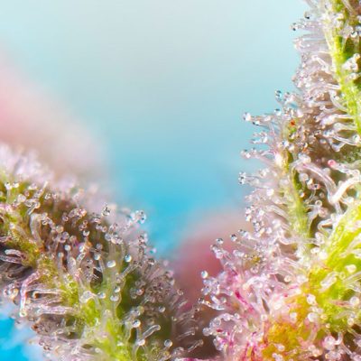 Purple Punch OG
