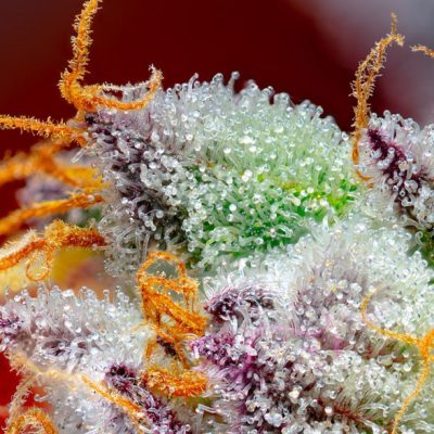 Red Gorilla Girl XL Auto