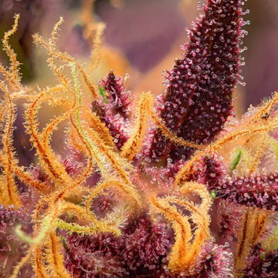 Red Mimosa XL Auto