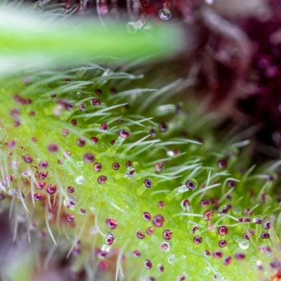 Red Pure Auto CBD