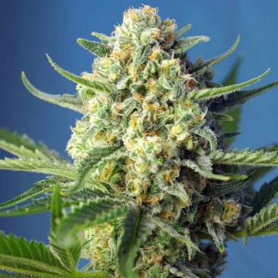 S.A.D. Sweet Afgani Delicious Auto