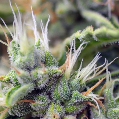 San Fernando Lemon Kush