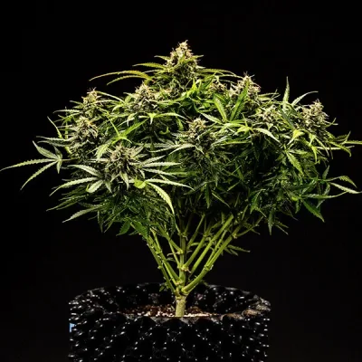 Semillas Royal Queen Seeds de Auto Apollo F1