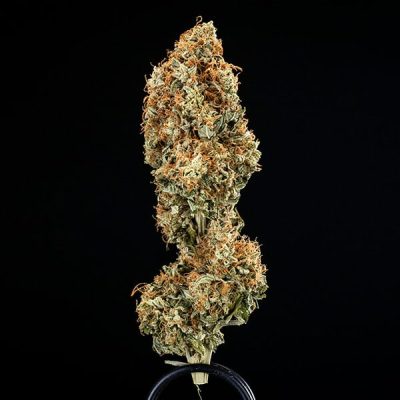 Semillas Royal Queen Seeds de Auto Epsilon F1