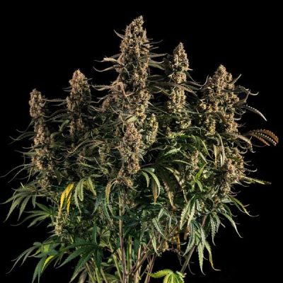 Semillas Royal Queen Seeds de Auto Medusa F1