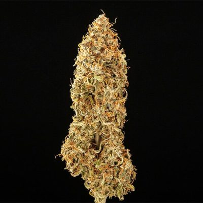 Semillas Royal Queen Seeds de Auto Milky Way F1