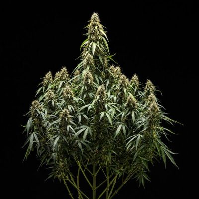 Semillas Royal Queen Seeds de Corkscrew Auto