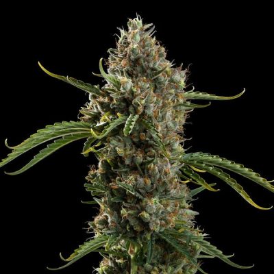 Semillas Royal Queen Seeds de Diesel Auto