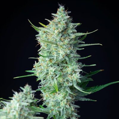 Semillas Royal Queen Seeds de Green Gelato Auto