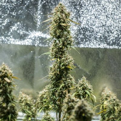 Semillas Royal Queen Seeds de Haze Berry Auto