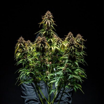 Semillas Royal Queen Seeds de Watermelon Auto