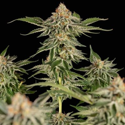 Semillas feminizadas Royal Queen Seeds de Cherry Pie