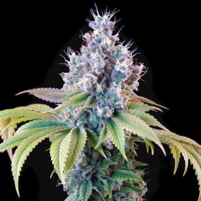 Semillas feminizadas Royal Queen Seeds de Dynamite Diesel