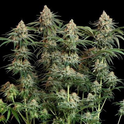 Semillas feminizadas Royal Queen Seeds de Granddaddy Purple