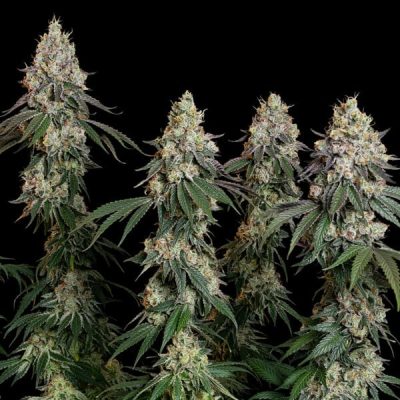 Semillas feminizadas Royal Queen Seeds de Grape Ape