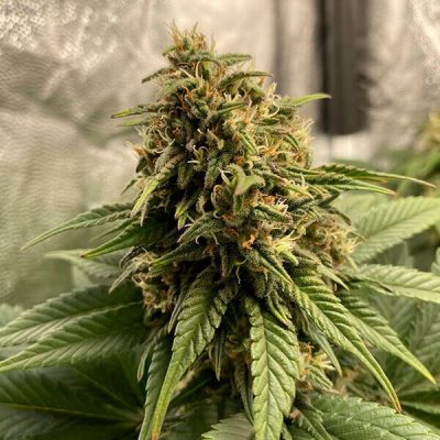 Semillas feminizadas Royal Queen Seeds de Joanne's CBD