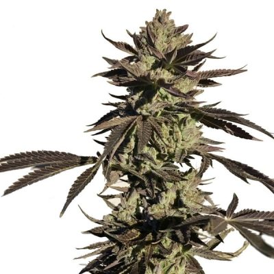 Semillas feminizadas Royal Queen Seeds de Legendary OG Punch