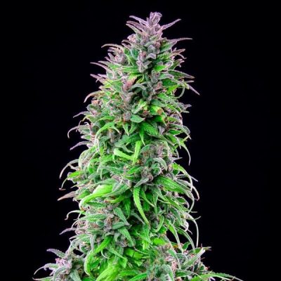 Semillas feminizadas Royal Queen Seeds de Royal THCV