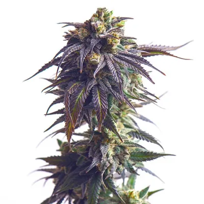 Semillas feminizadas Royal Queen Seeds de Sundae Driver
