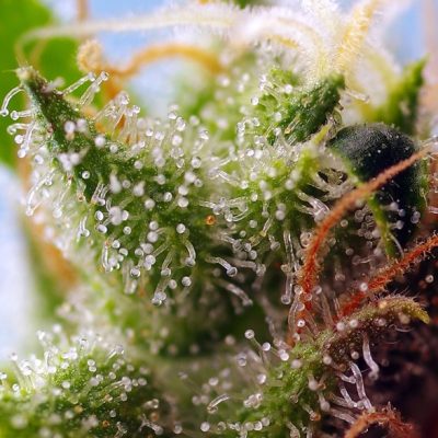 Skywalker OG Runtz XL Auto