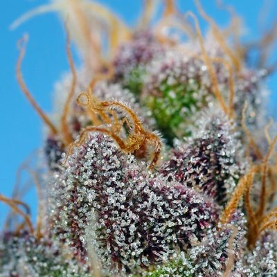 Strawberry Cola Sherbet F1 Fast Version