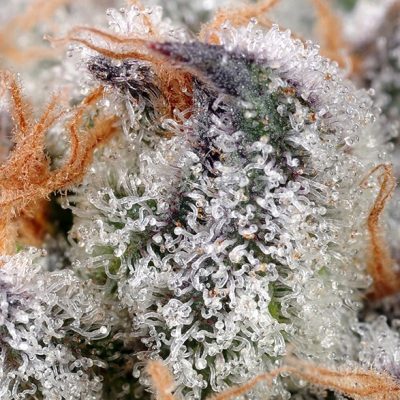 Sweet Cheese
